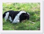 Hunde016 * 1288 x 966 * (313KB)