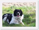 Hunde018 * 1288 x 966 * (229KB)