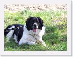 Hunde019 * 1288 x 966 * (230KB)