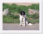 Hunde024 * 1288 x 966 * (417KB)