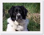 Hunde026 * 1288 x 966 * (200KB)