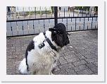 Hunde068 * 1288 x 966 * (302KB)