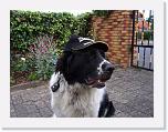 Hunde074 * 1288 x 966 * (222KB)