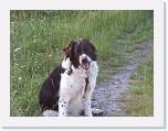 Hunde083 * 1288 x 966 * (300KB)