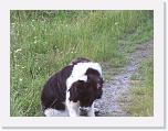 Hunde084 * 1288 x 966 * (302KB)