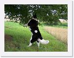 Hunde090 * 1288 x 966 * (322KB)