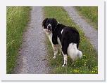 Hunde094 * 1288 x 966 * (360KB)