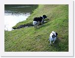 Hunde113 * 1288 x 966 * (385KB)