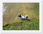 Hunde165 * 1288 x 966 * (304KB)