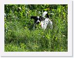 Hunde226 * 1288 x 966 * (469KB)