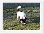 Hunde376 * 1288 x 966 * (416KB)