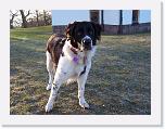 Hunde392 * 1288 x 966 * (355KB)