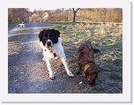 Hunde396 * 1288 x 966 * (396KB)