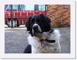 Hunde009 * 2576 x 1932 * (754KB)