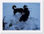 Hunde291 * 2576 x 1932 * (715KB)