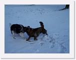 Hunde293 * 2576 x 1932 * (558KB)