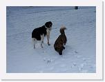 Hunde314 * 2576 x 1932 * (401KB)