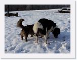 Hunde315 * 2576 x 1932 * (782KB)