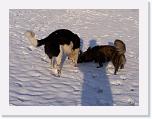 Hunde316 * 2576 x 1932 * (764KB)