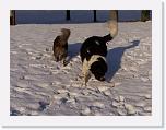 Hunde320 * 2576 x 1932 * (684KB)