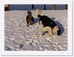 Hunde321 * 2576 x 1932 * (674KB)