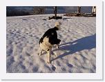 Hunde324 * 1288 x 966 * (286KB)