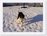 Hunde325 * 1288 x 966 * (294KB)