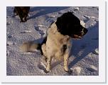 Hunde342 * 1288 x 966 * (214KB)