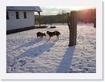 Hunde345 * 2576 x 1932 * (673KB)