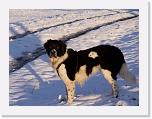 Hunde351 * 2576 x 1932 * (743KB)