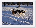 Hunde352 * 1288 x 966 * (282KB)