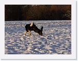 Hunde356 * 1288 x 966 * (267KB)