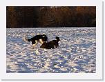 Hunde357 * 1288 x 966 * (274KB)