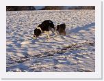 Hunde359 * 1288 x 966 * (304KB)