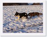 Hunde360 * 1288 x 966 * (303KB)