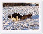 Hunde361 * 1288 x 966 * (284KB)