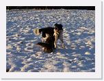 Hunde362 * 1288 x 966 * (232KB)
