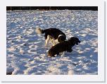 Hunde363 * 1288 x 966 * (236KB)