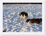 Hunde364 * 1288 x 966 * (250KB)