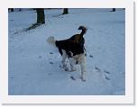 Hunde301 * 2576 x 1932 * (429KB)