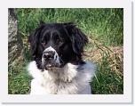 Hunde027 * 1288 x 966 * (204KB)