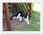 Hunde065 * 1288 x 966 * (289KB)