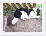 Hunde066 * 1288 x 966 * (230KB)