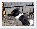 Hunde067 * 1288 x 966 * (273KB)