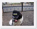 Hunde069 * 1288 x 966 * (256KB)