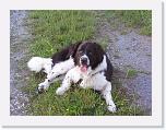 Hunde085 * 1288 x 966 * (338KB)