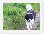 Hunde088 * 1288 x 966 * (285KB)