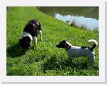 Hunde175 * 1288 x 966 * (426KB)