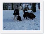 Hunde306 * 1288 x 966 * (186KB)