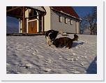 Hunde329 * 1288 x 966 * (207KB)